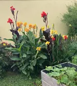 Canna-Beet 2023-09_.webp