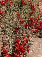 IMG_7595.jpeg