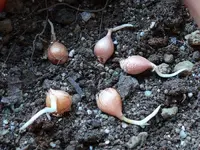 2023Oxalis1.webp