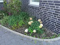 Beet mit Regenschirmen.webp