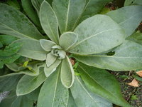 DSC07404.jpg