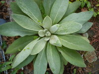 DSC07405.jpg