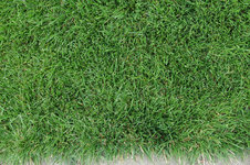 Sunny Green GS 20210707.jpg