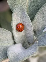 Vierpunkt-Marienkäfer.webp