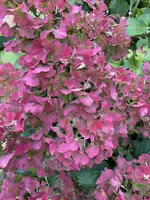 IMG_9871.jpeg IMG_9871.jpeg