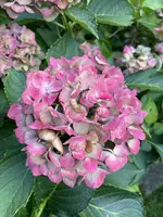 IMG_9870.jpeg IMG_9870.jpeg