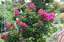 Terasse        7123.webp