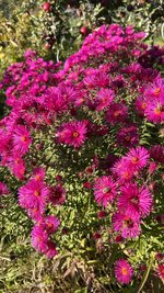 IMG_8234.jpeg