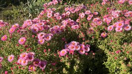 IMG_8236.jpeg