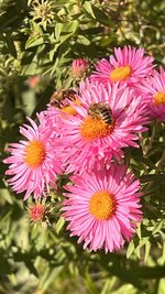 IMG_8240.jpeg