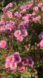 IMG_8237.jpeg
