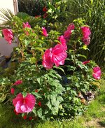 IMG_1237.JPG