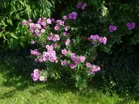 DSC03155.webp