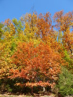 P1050538Breetal.JPG