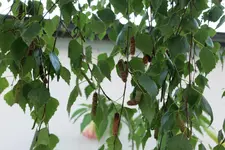 Hängebirke Samenstände 20230924.webp