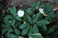 Christrose uWN 20230924.jpg