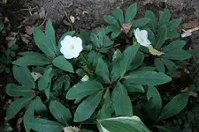 Christrose uWN 20230924.webp