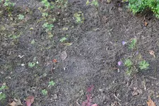 Storchschnabel Rabatte 20230821.webp