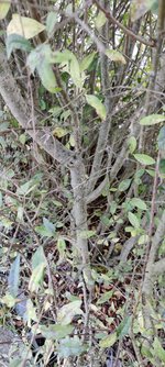 IMG_20230927_181350.jpg