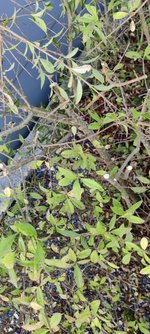 IMG_20230927_181526.jpg