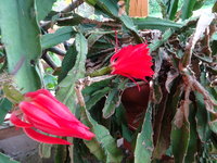 Eine zweite Rosenblüte 