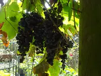 DSC03168.webp