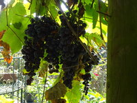 DSC03168.JPG