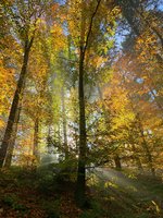 IMG_7036.jpeg