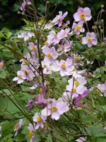 P1020277Herbstanemonen.webp