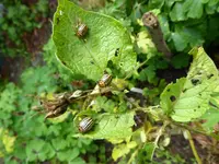 P1020283Kartoffelkäfer.webp