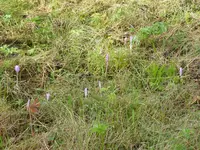P1020294Herbstzeitlosen.webp