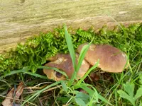 P1020305.webp