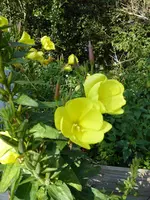 P1020321Nachtkerze.webp