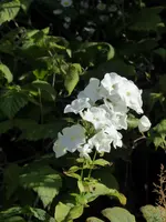 P1020328Phlox.webp