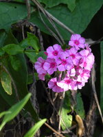 P1020329Phlox.JPG