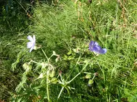 P1020332Storchschnabel.webp