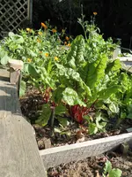 P1020336Mangold.webp