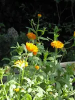 P1020339Ringelblumen.webp