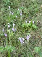 P1020363Herbstzeitlosen.webp