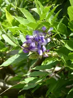P1020380Blauregen.webp