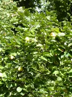 P1020397Quitte.webp