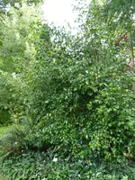 P1020410Kamelie.webp