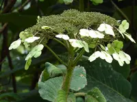 P1020414Samtblatthortensie.webp
