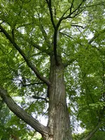 P1020418Kuchenbaum.webp