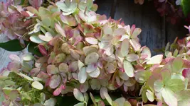 P1410751.webp P1410751.webp