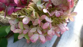 P1410753.webp P1410753.webp