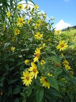 IMG_20230924_115303_1.jpg