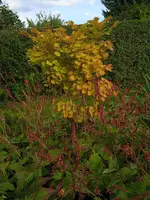 IMG_20230929_161725_1.webp