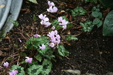 Cyclamen   0320.JPG