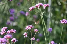 Taubenschwänzchen0215.webp